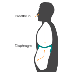 Breathing showing diaphragm